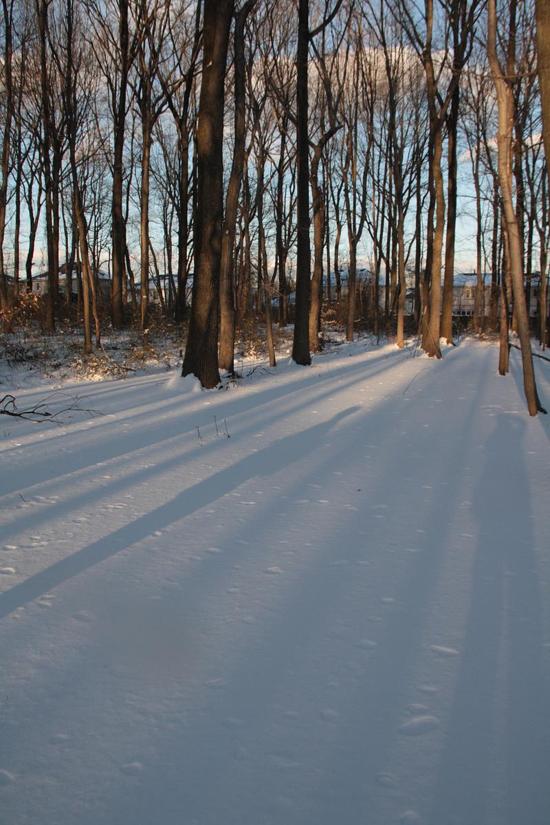 Forest Frozen Forest Frozen