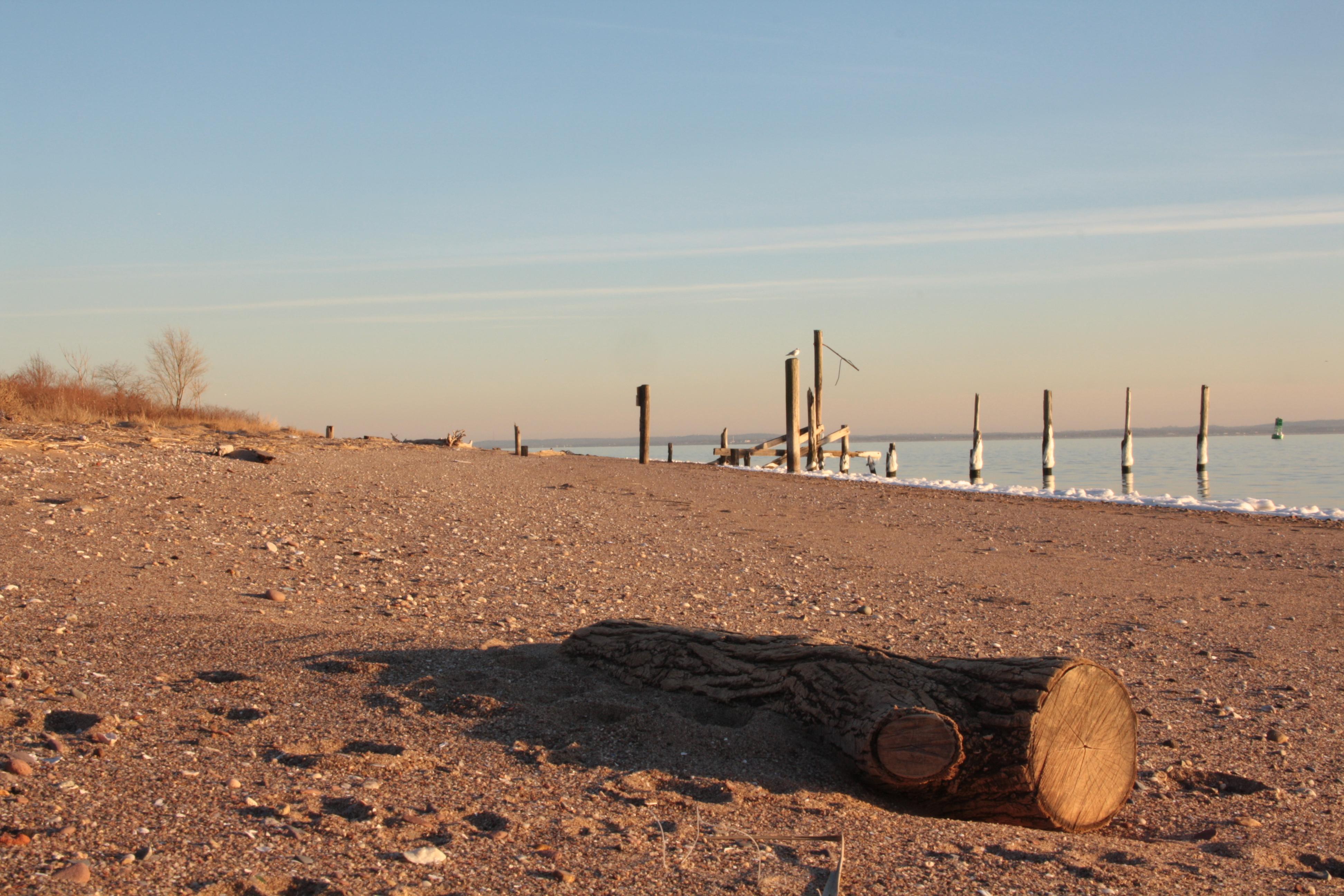 Beached Log
