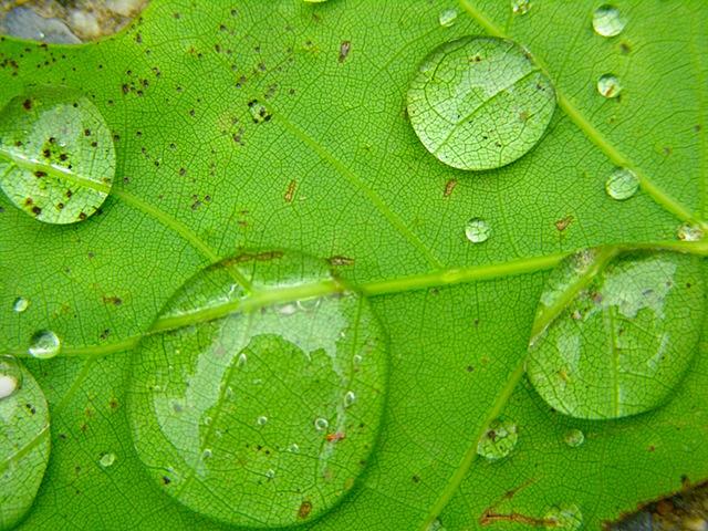 Fern Gully. Droplets