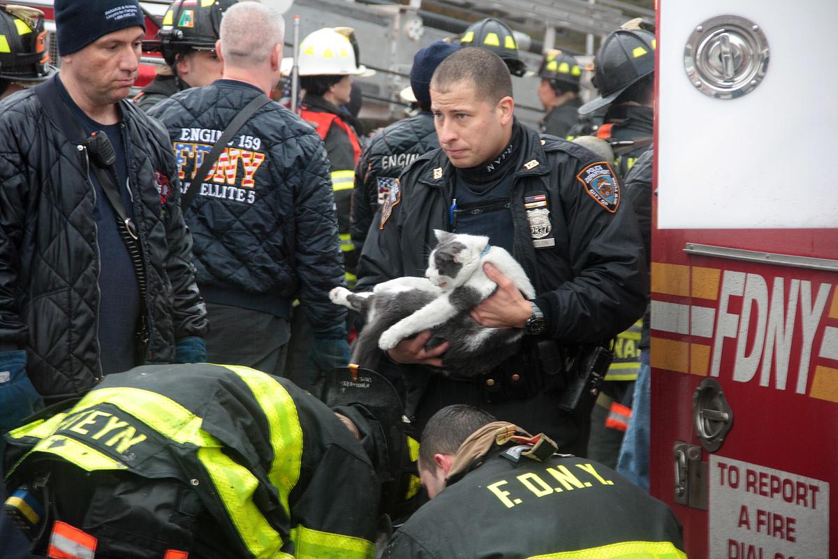 Kitty Cat Rescue