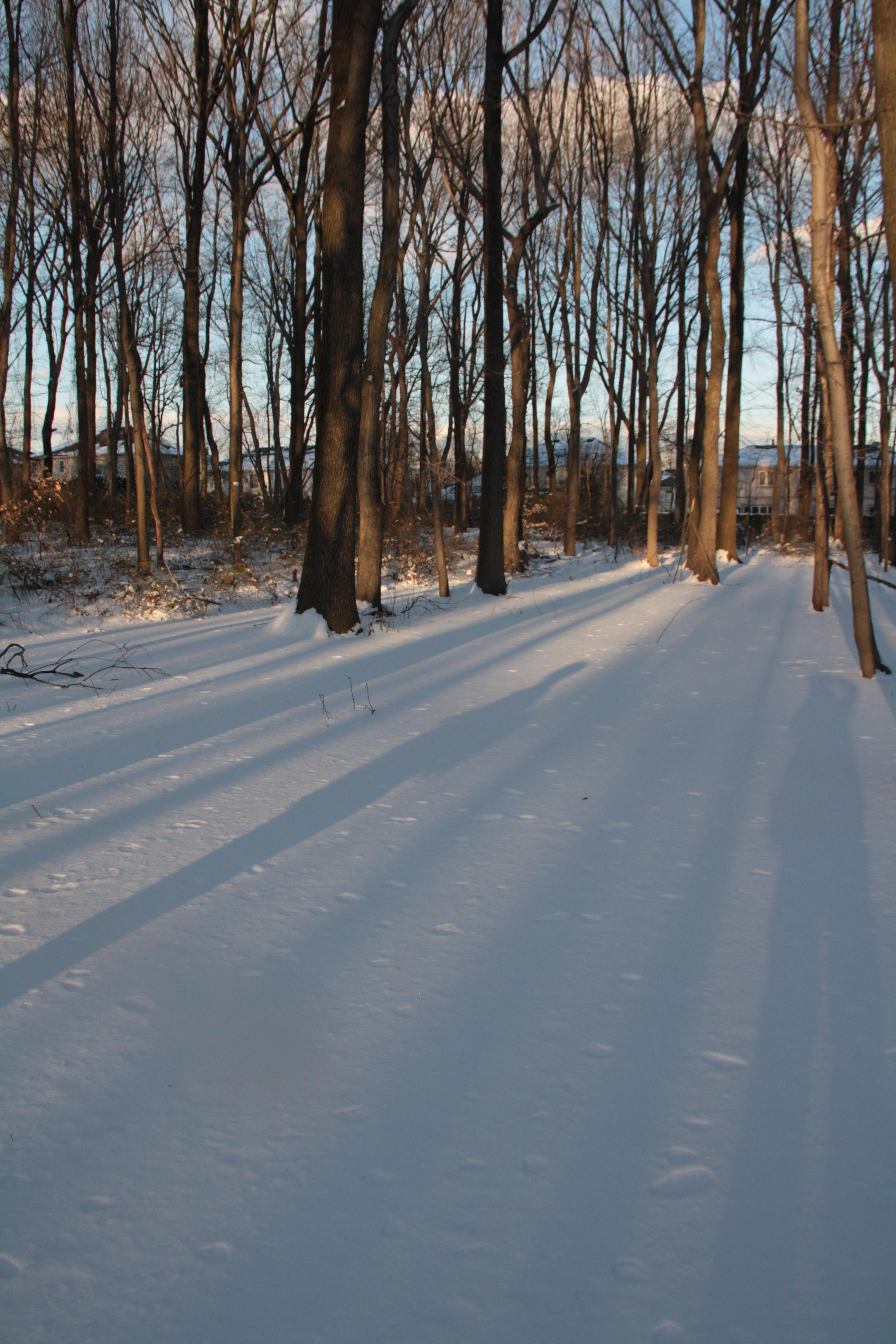 Forest Frozen