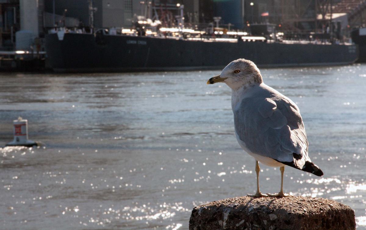 Gull